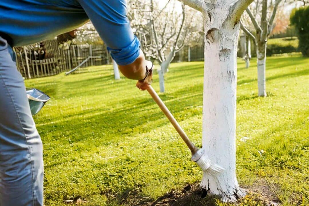 Un homme badigeonne un mélange de chaux arboricole sur un tronc.