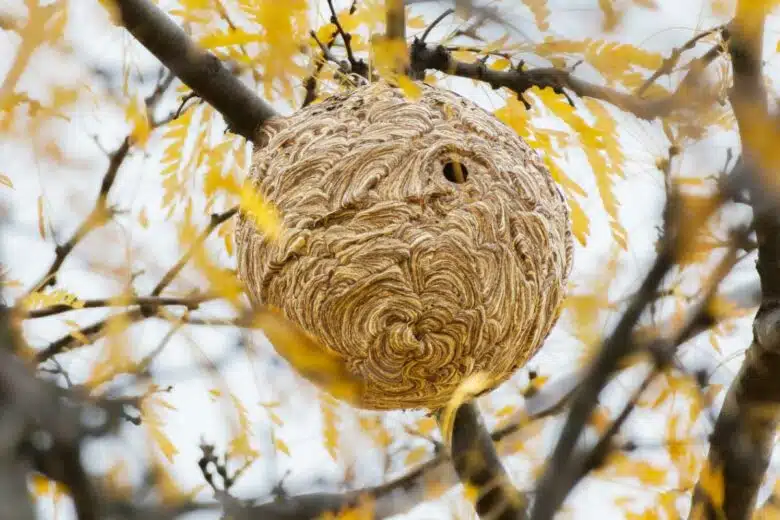 Un gros nid de frelon asiatique dans un arbre.