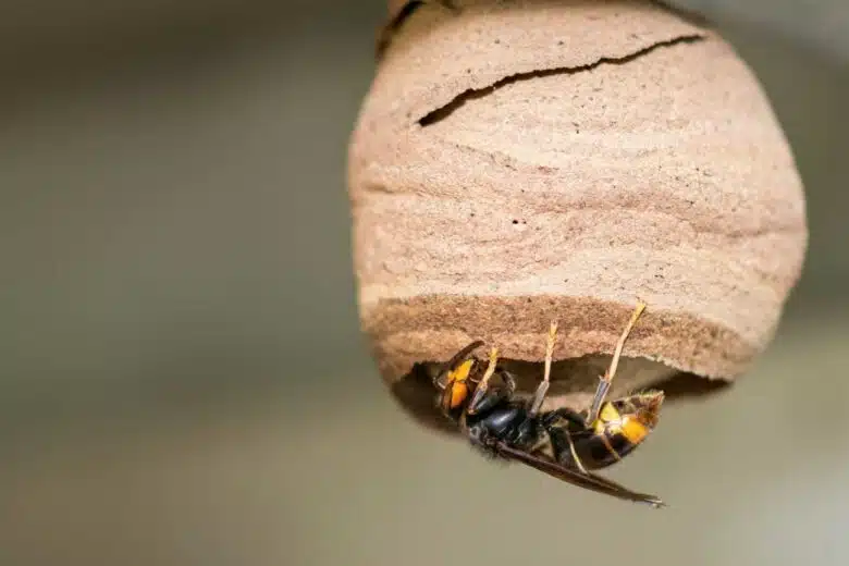 Un nid primaire et une reine frelon asiatique.