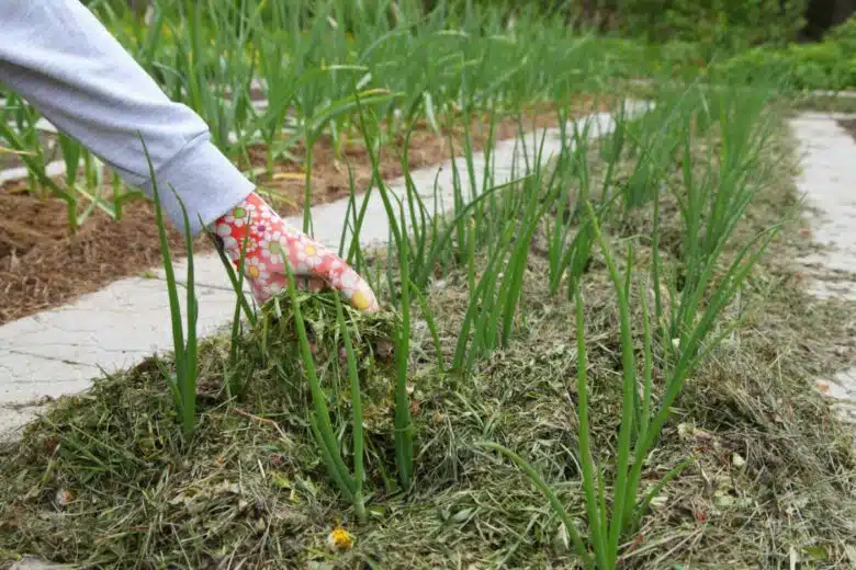 Une personne fait du paillage avec de l'herbe de tonte.