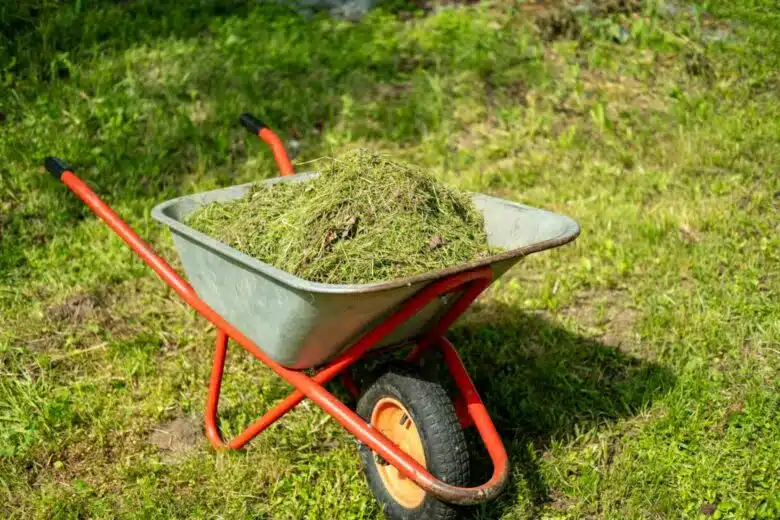 Une brouette remplie d'herbe de tonte.