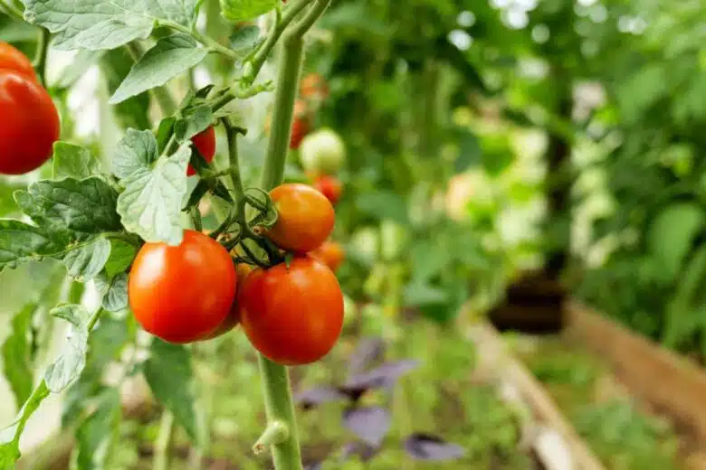 Des tomates exposées au soleil lors de leur croissance.