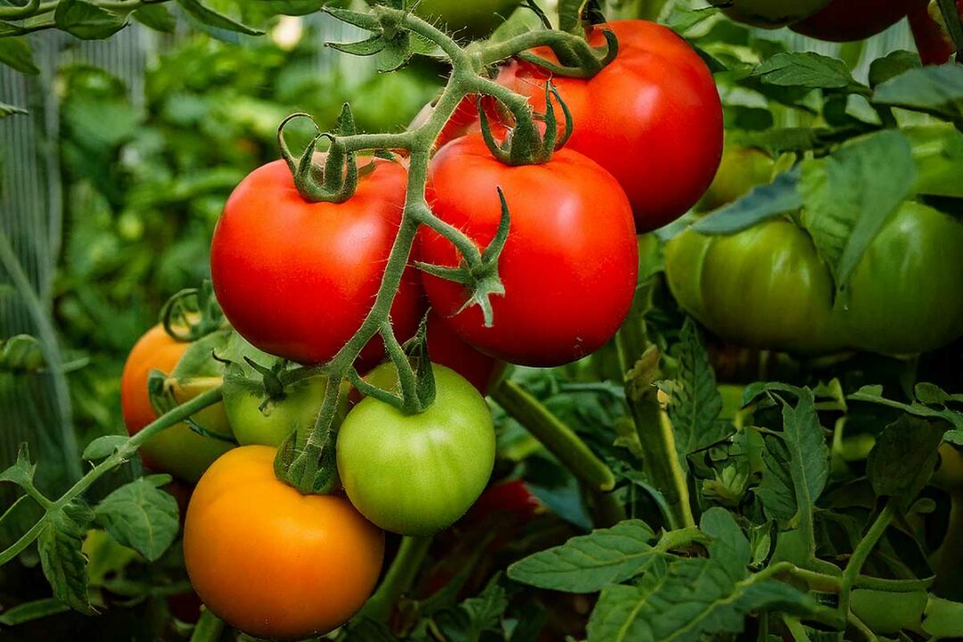 Une belle grappe de tomates.