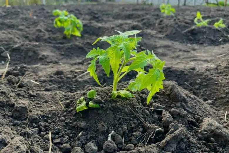 Un pied de tomate qui vient d'être repiqué.