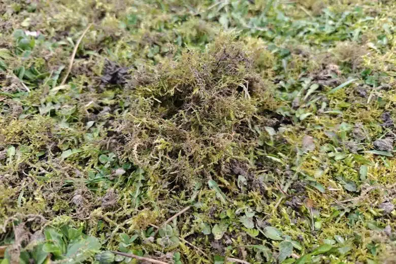 De la mousse arrachée du jardin.