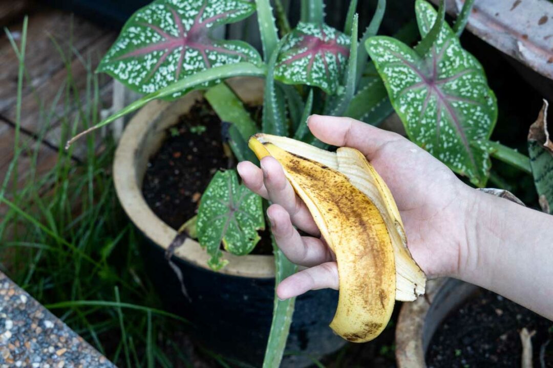 Une peau de banane va être mise dans le pot d'une plante.