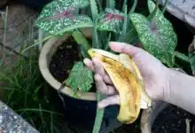 Une peau de banane va être mise dans le pot d'une plante.