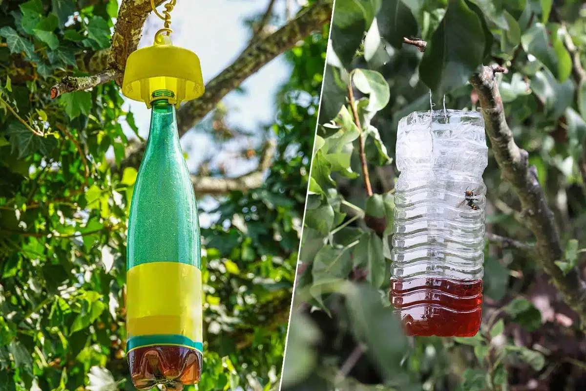 Des pièges pour frelon asiatiques.