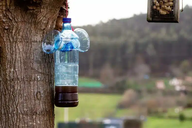 Un piège pour frelons asiatiques dans un arbre.