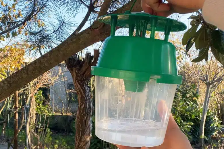 Installation d'un piège à phéromones.