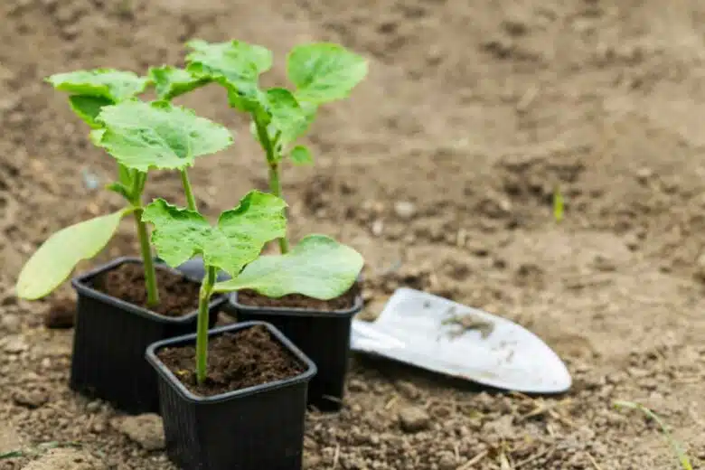 Plantation en cours dans le potager.