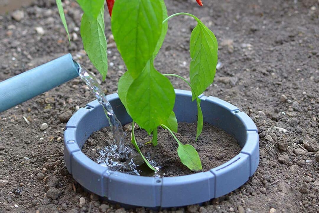 Arrosage d'une plante protégée par le système KeepH2O.