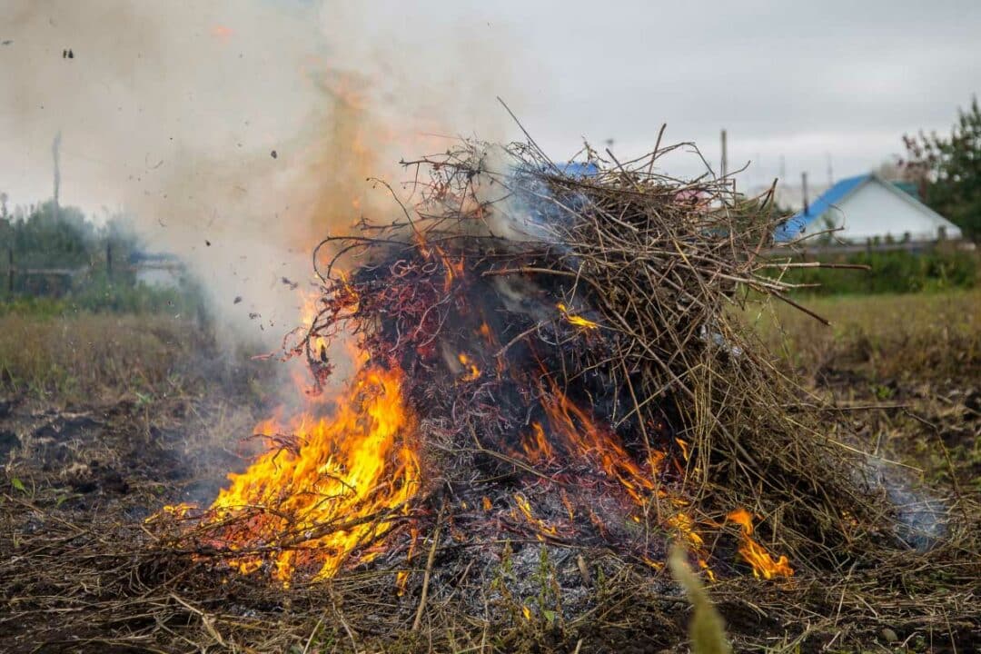 Des déchets verts brulés.