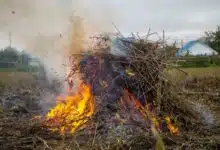 Des déchets verts brulés.