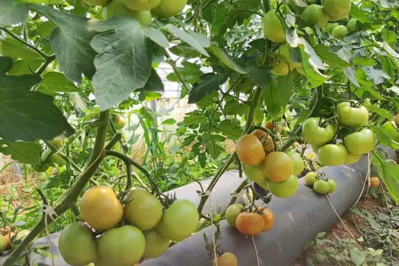 Des plants de tomates avec un système Thermitube.