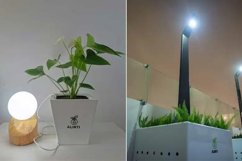 Des pots pouvant alimenter des ampoules LED grâce à la photosynthèse des plantes qu'ils contiennent.