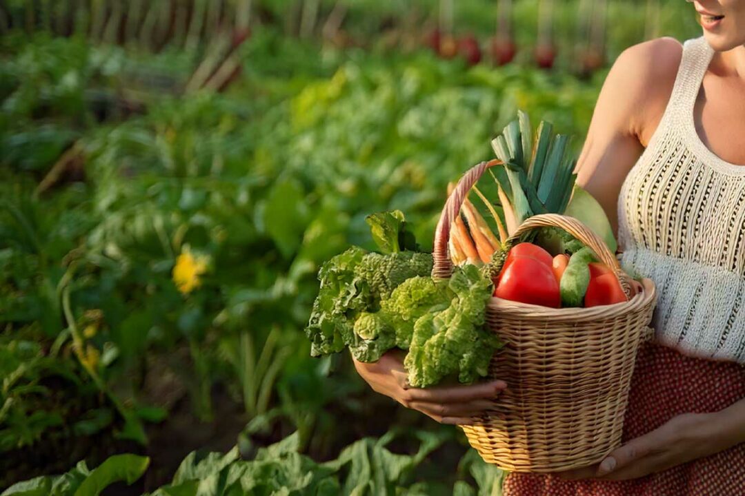 Les erreurs les plus courantes au jardin potager.