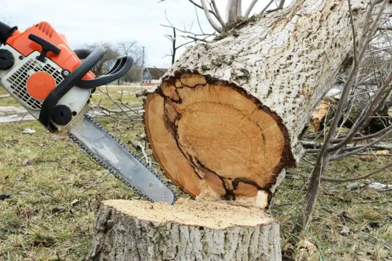 Un arbre vient d'être coupé à la tronçonneuse.