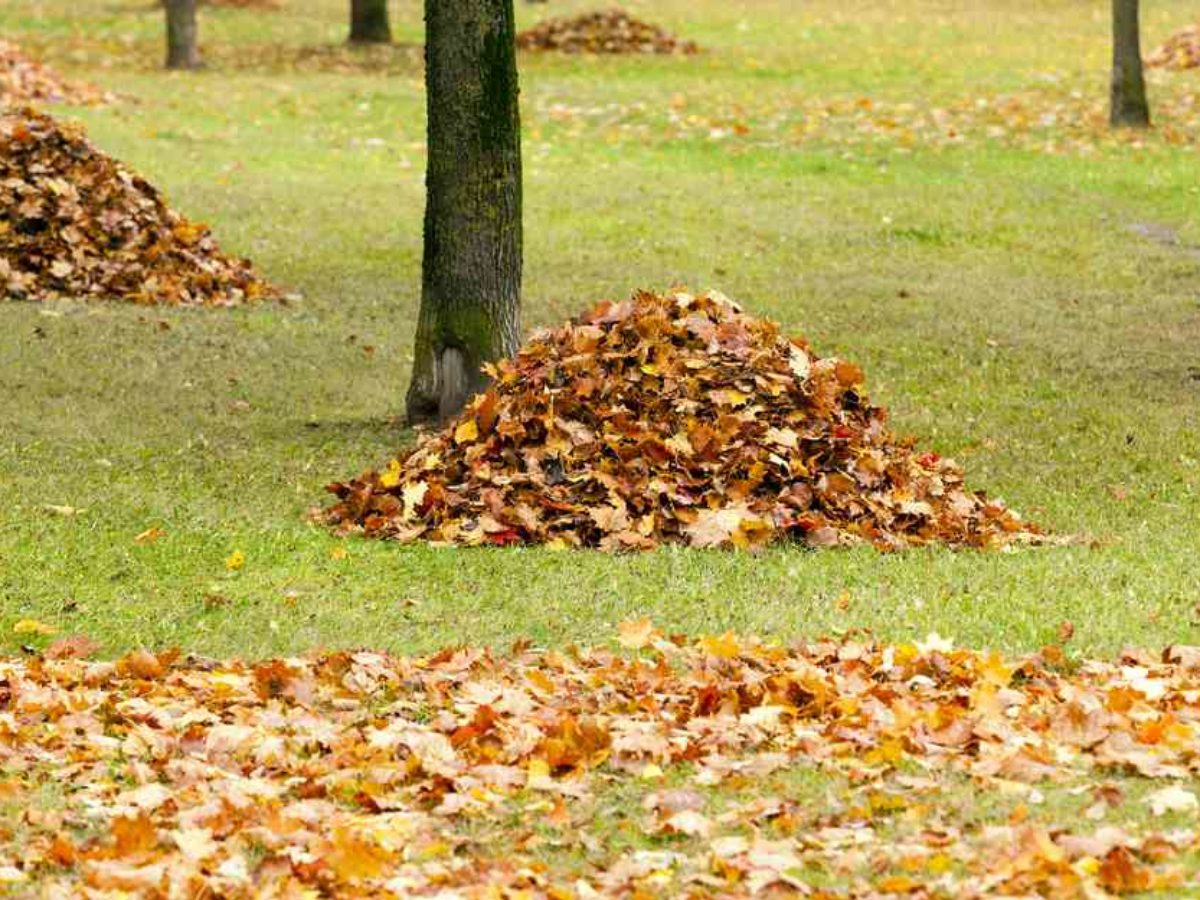 Prix de ramassage de feuilles mortes - Ootravaux