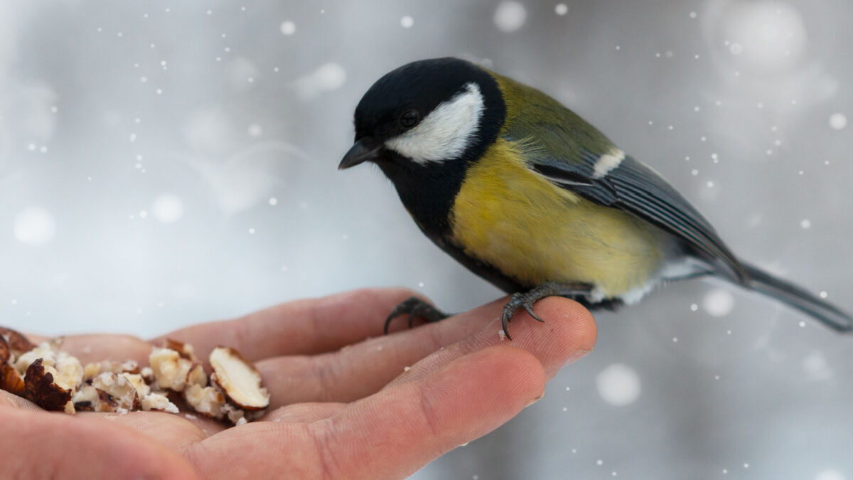 Nourrir les oiseaux en hiver : ce que nous dit la science
