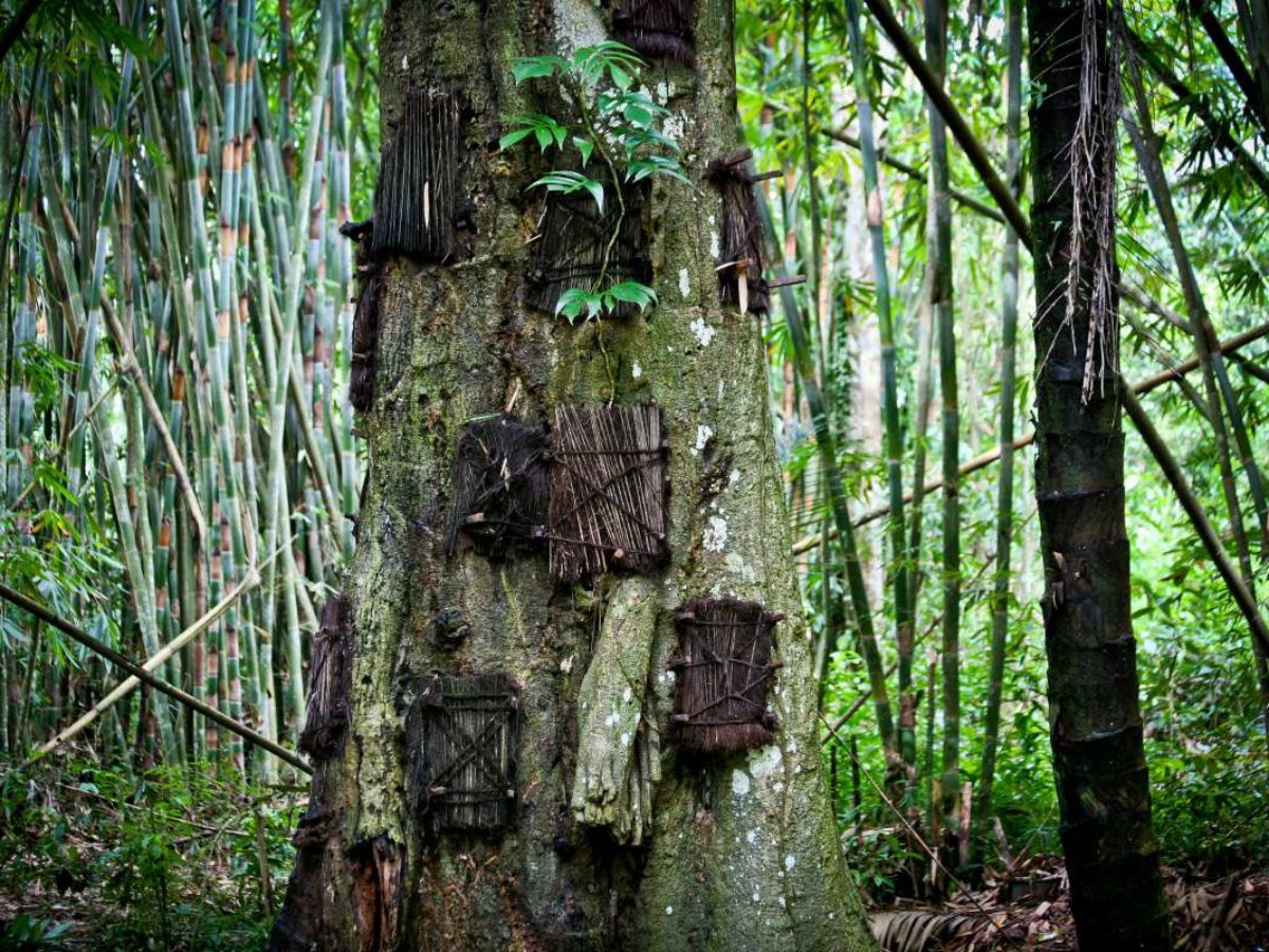 En Indonesie La Tribu Toraja Enterre Leurs Bebes Morts Dans Le Tronc D Un Arbre Neozone