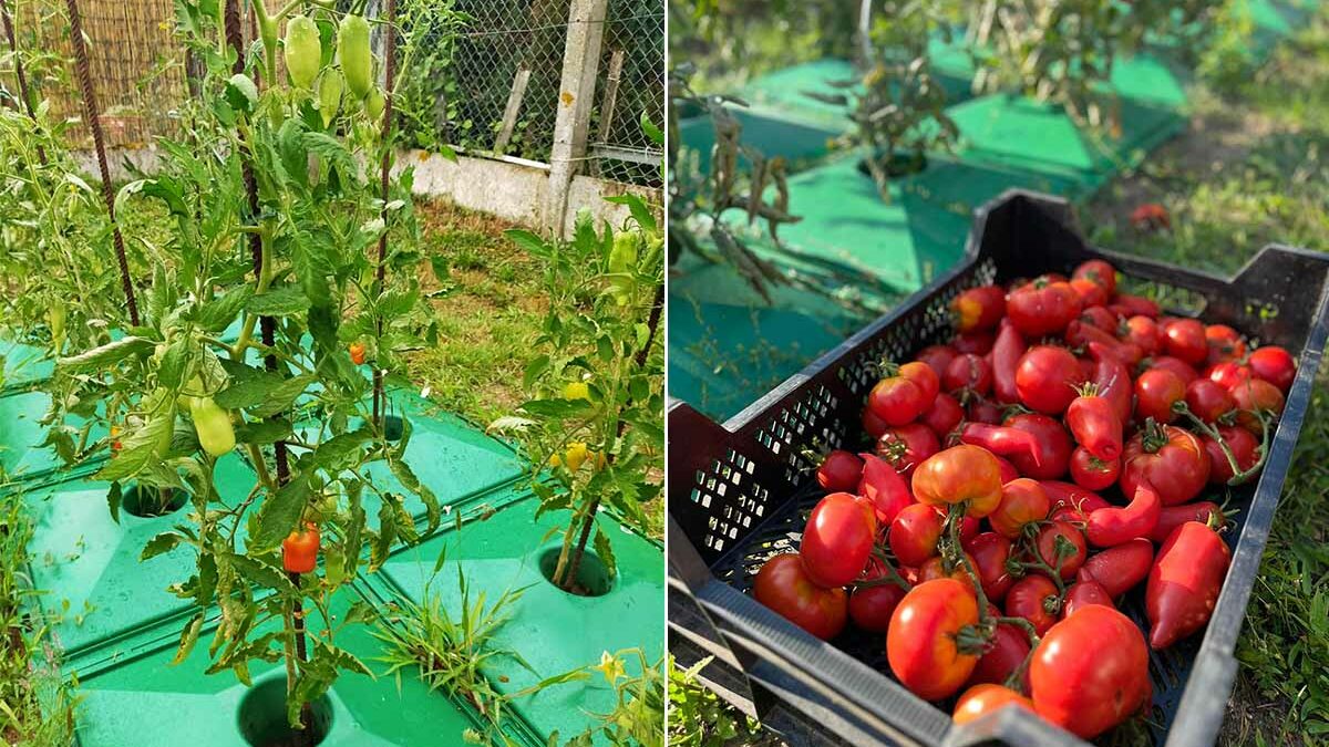 Culture de la tomate, l'incontournable du jardin potager : plantation,  entretien