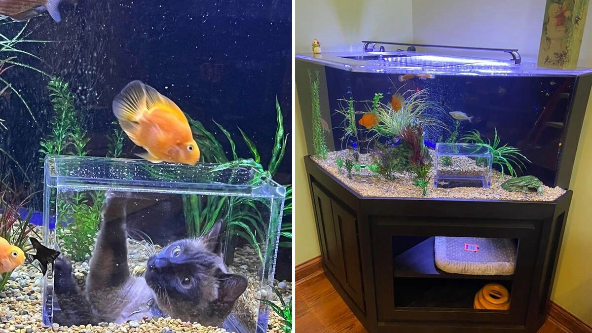 Comment faire une tour à poissons avec un aquarium inversé