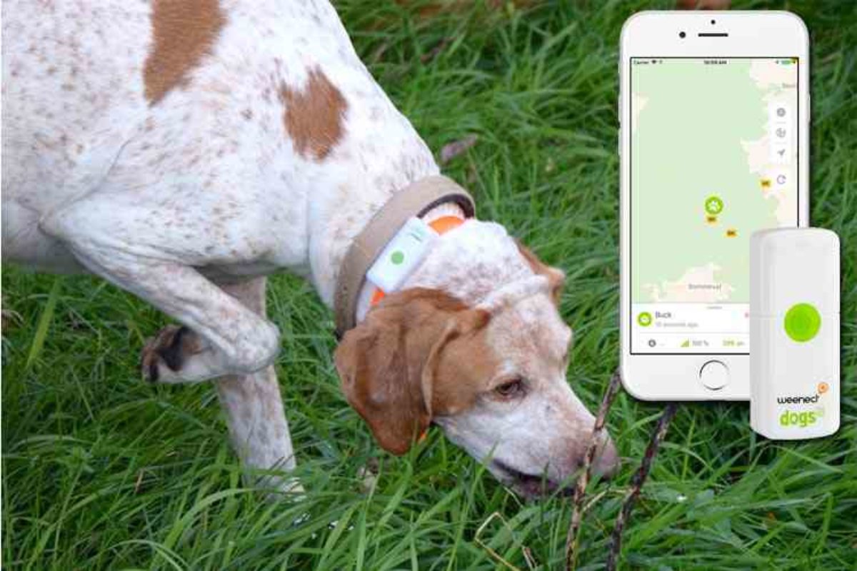 [Test & Avis] Weenect XS : le meilleur GPS pour chien ?