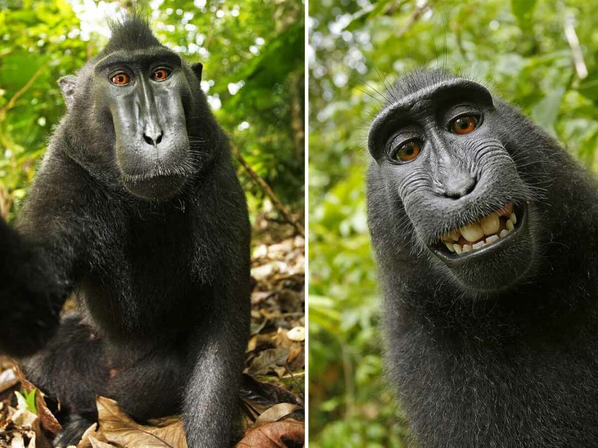 L'affaire du selfie de singe : à qui appartiennent les droits d'auteur ?