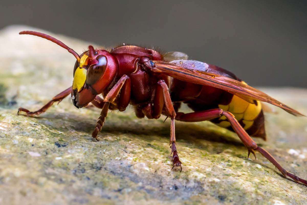 Un Frelon Oriental Dangereux Invasif Et Predateur D Abeilles Decouvert Pour La Premiere Fois En France Neozone