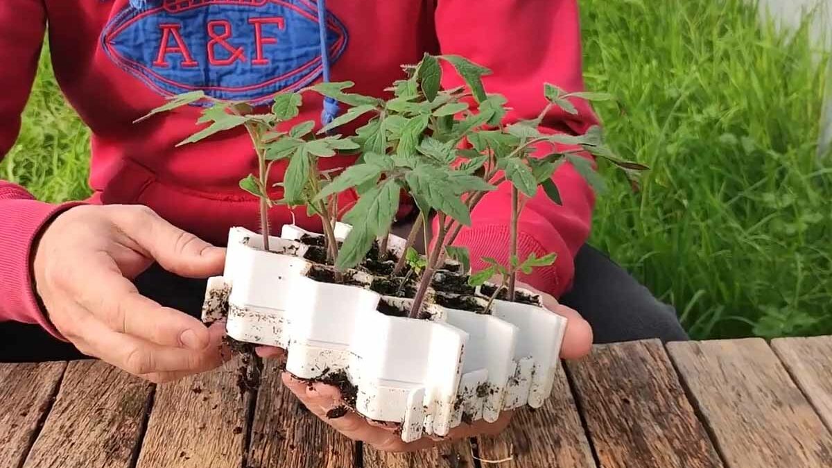 Germie : Il invente un kit innovant pour repiquer les plants de tomates  plus facilement - NeozOne