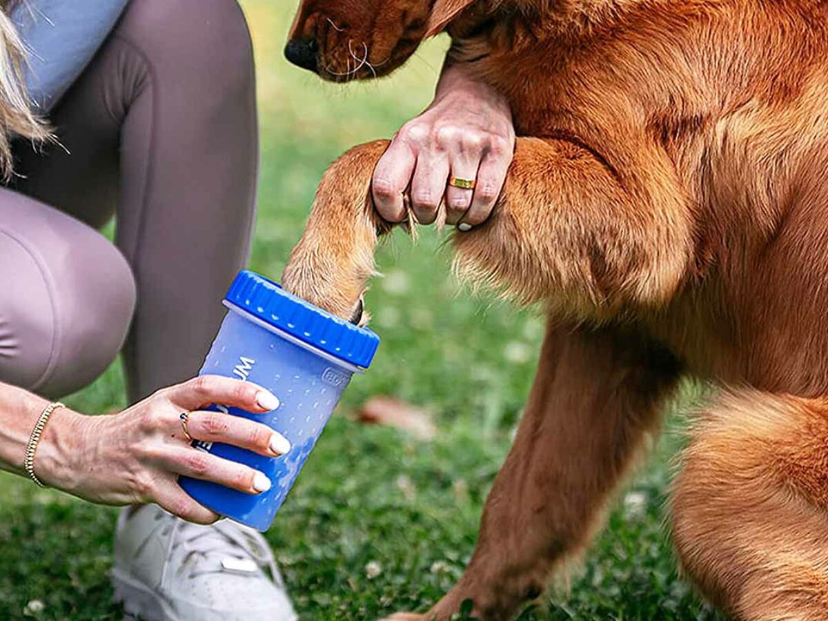 Comment NETTOYER les pattes de votre CHIEN après la PROMENADE