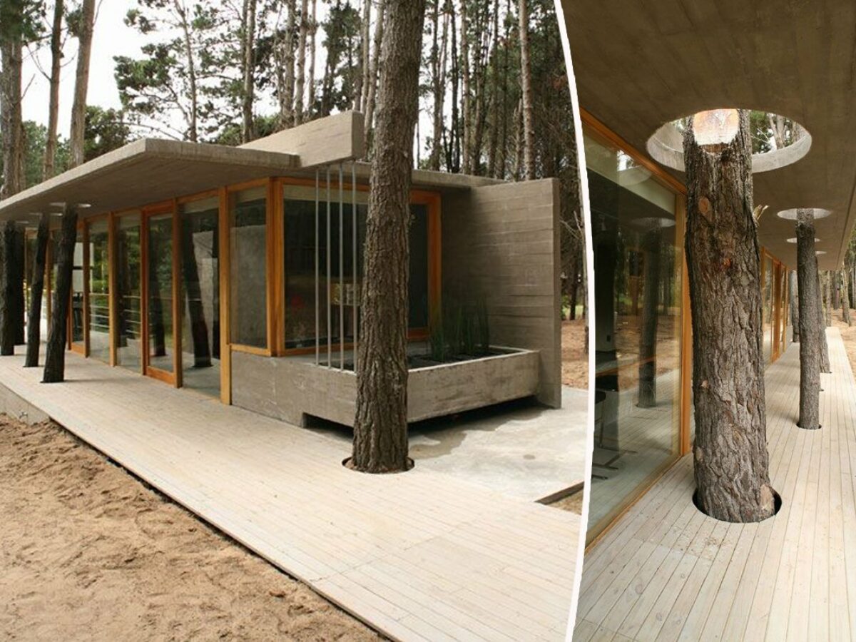 Construire une Maison dans les Arbres - Décoration et Aménagement