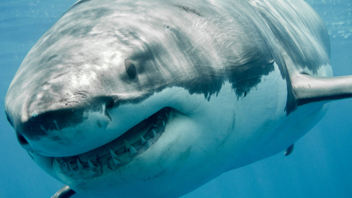 Deep Blue le plus grand requin blanc du monde NeozOne